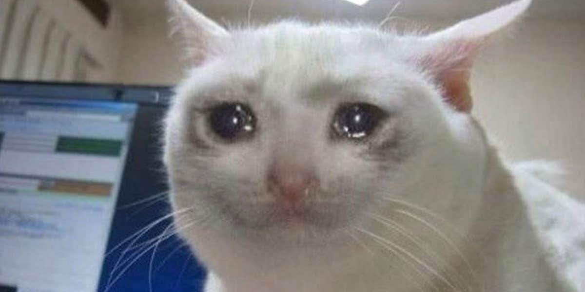 Crying cat meme