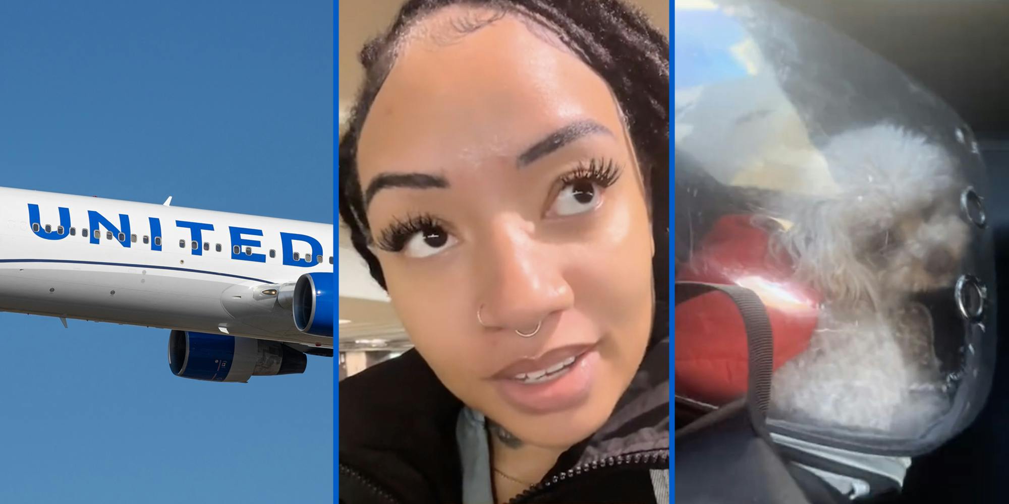 United Airlines plane(l), Woman talking(c), Dog in bag(r)