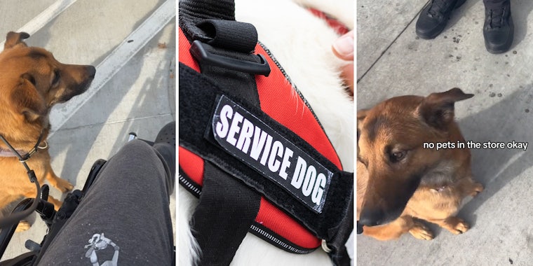 Viewers divided after woman’s service dog gets stopped by grocery store security guard who questions why she has it