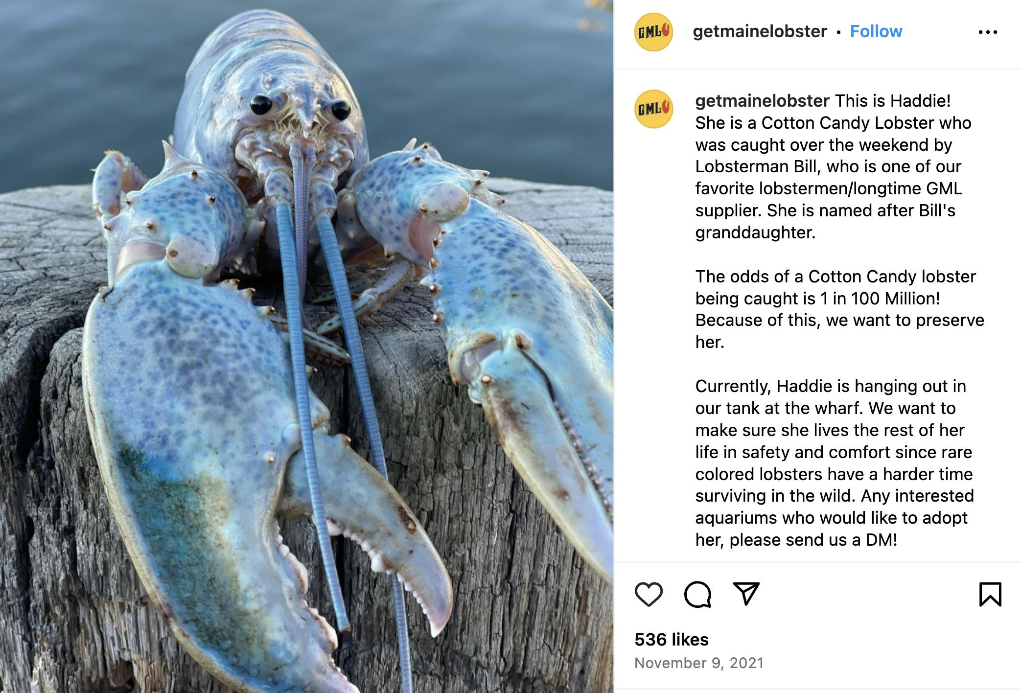 Haddie, a rare cotton candy lobster, in 2021