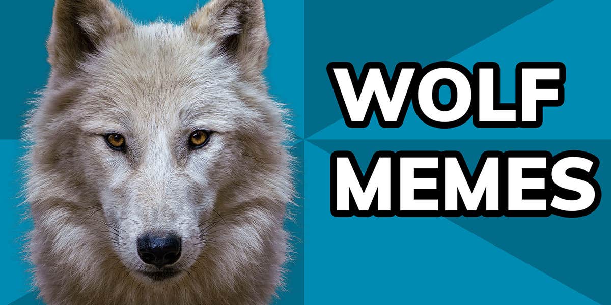 Wolf Memes: The History From Courage Wolf to Emo Wolves