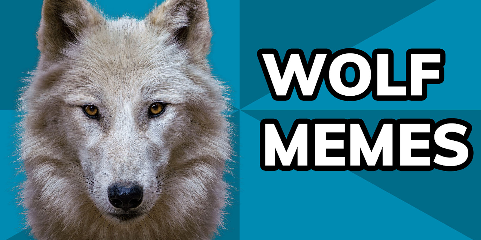 wolf memes