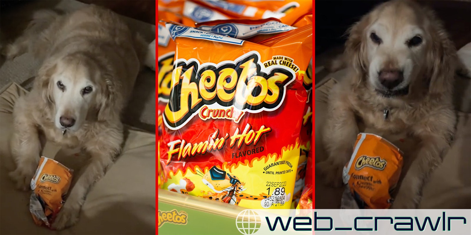Golden retriever refuses to surrender Flamin’ Hot Cheetos