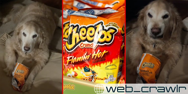 Golden retriever refuses to surrender Flamin’ Hot Cheetos