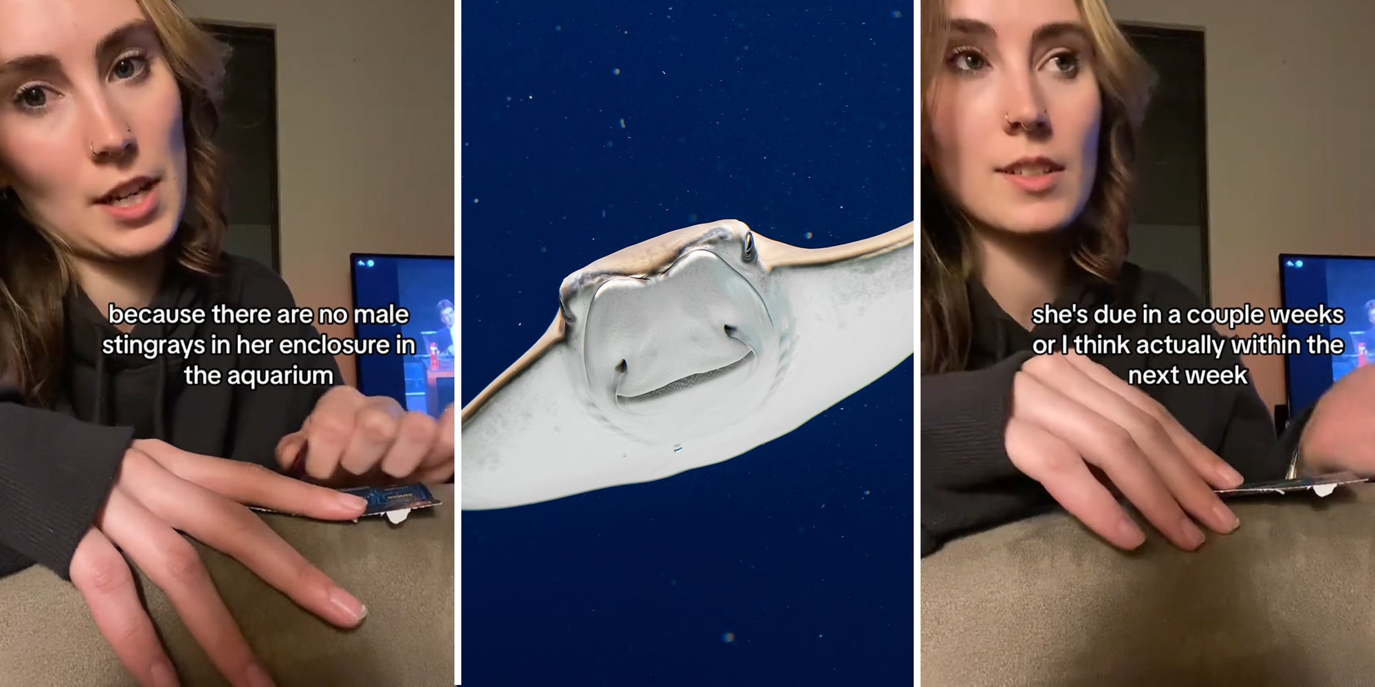 Viewers think a pregnant stingray may birth the next coming of Jesus