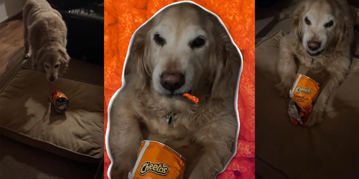 Dog eating hot clearance cheetos