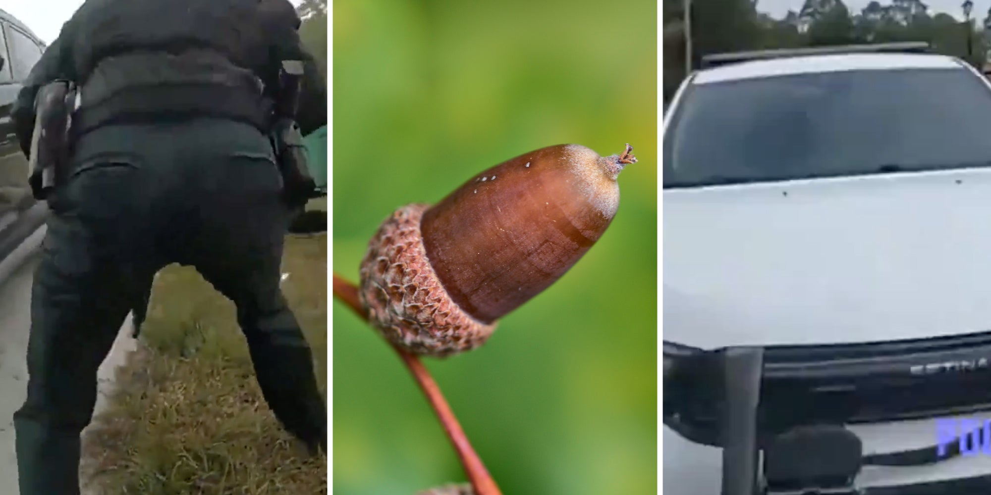 Police officer(l), Acorn(c), Police car(r)
