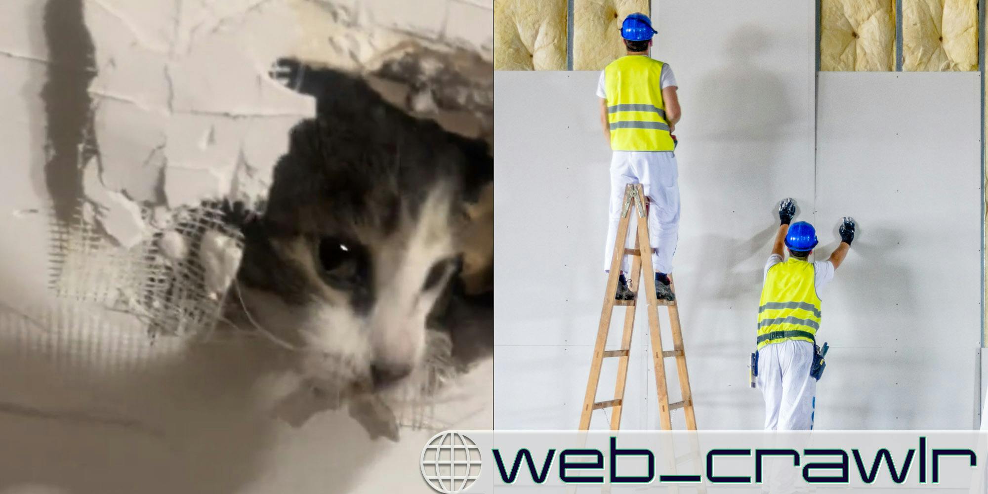 A cat poking his head through drywall. On the opposite side are workers putting up drywall. The Daily Dot newsletter web_crawlr logo is in the bottom right corner.