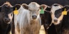 Cattle ear tagging