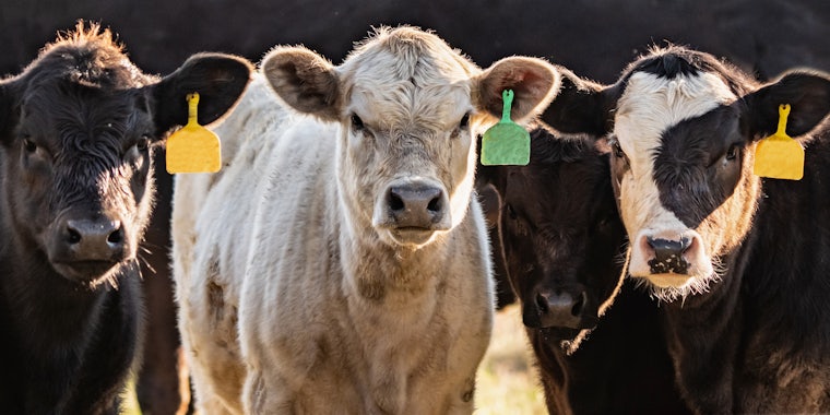 Cattle ear tagging