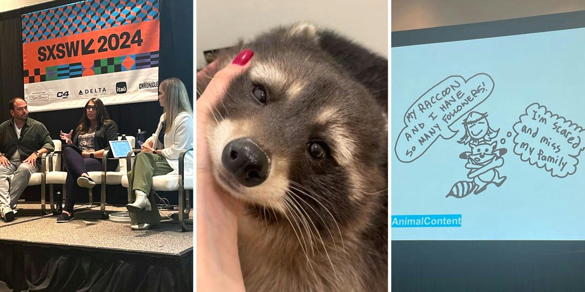 SXSW panel(l), Hand petting raccoon(c), Cartoon of raccoon(r)