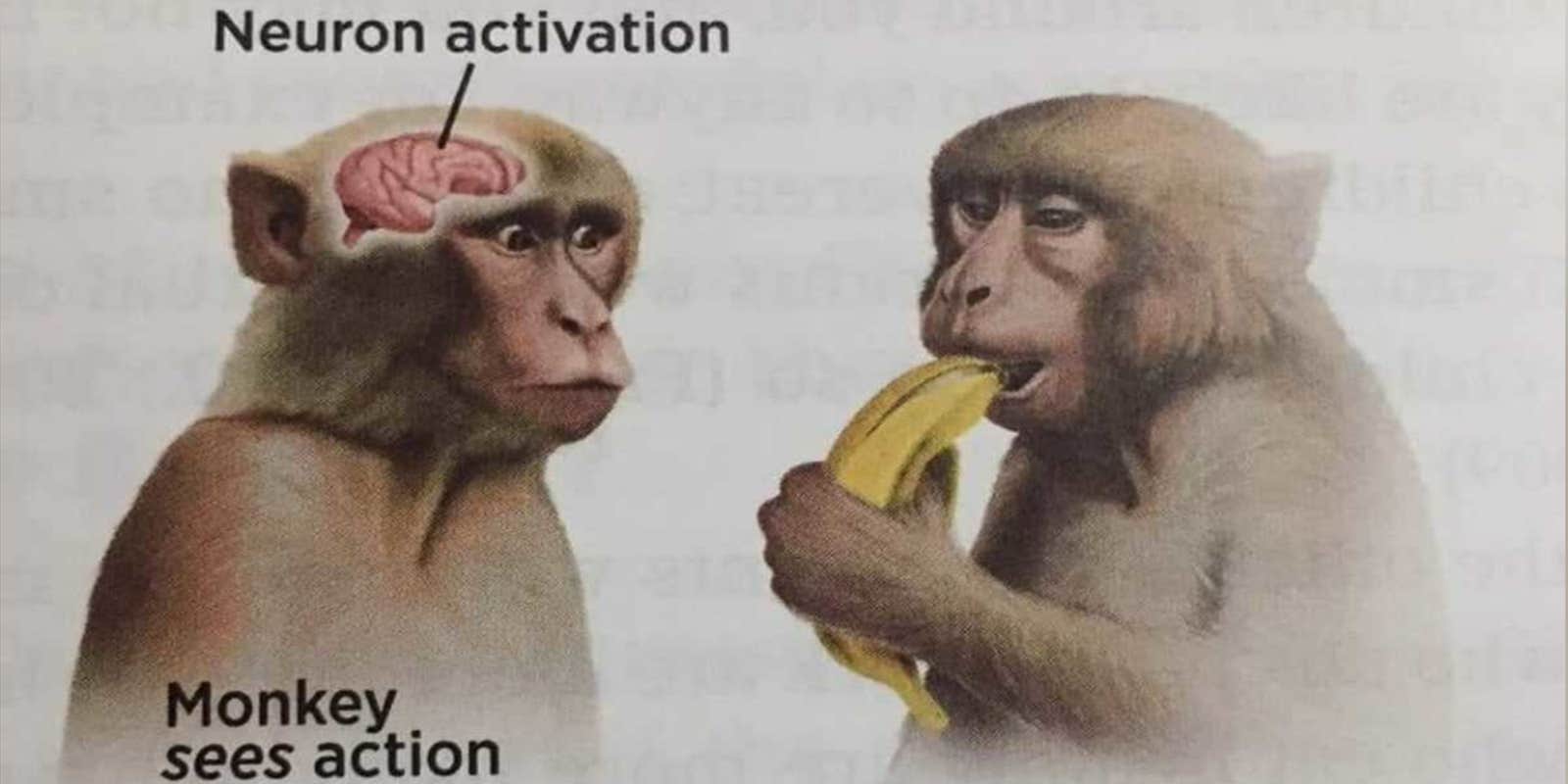 The Story Behind The Neuron Activation Meme The Story Behind The Neuron Activation Meme
