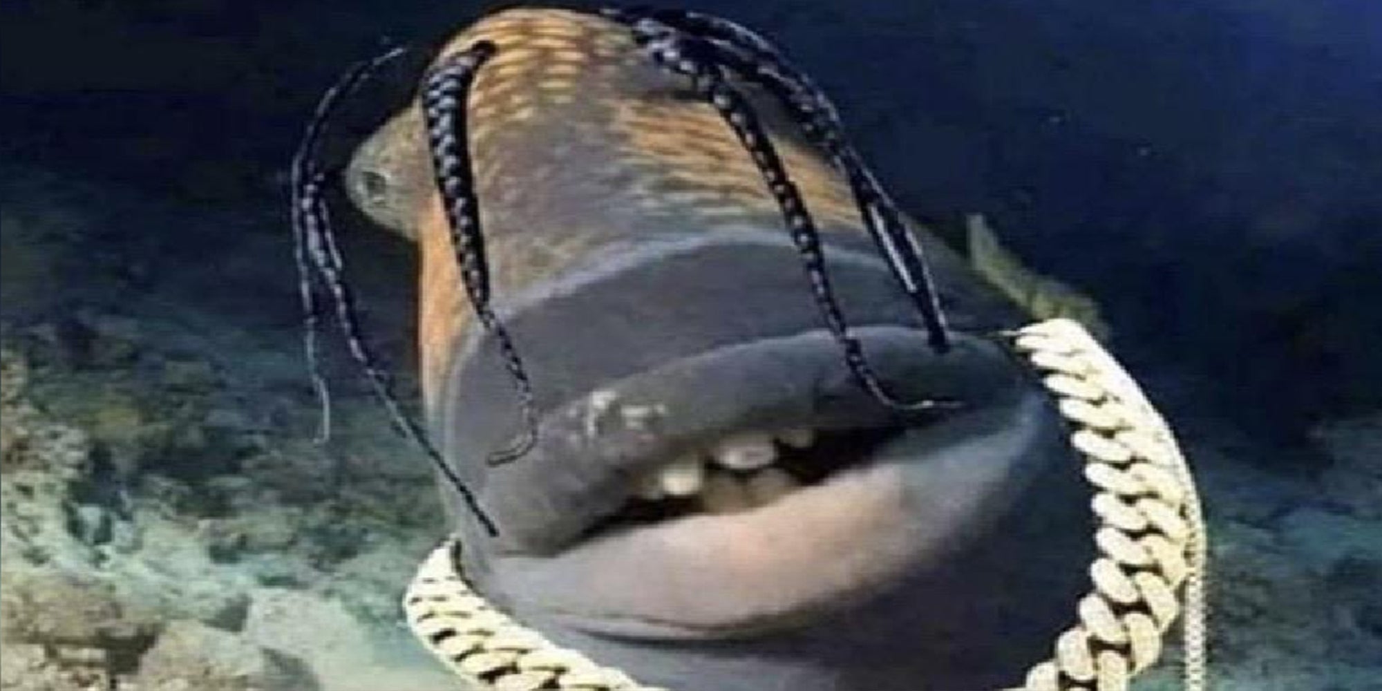 Grab The Ultimate Guide To Travis Scott&amp;#39;s Fish Extravaganza