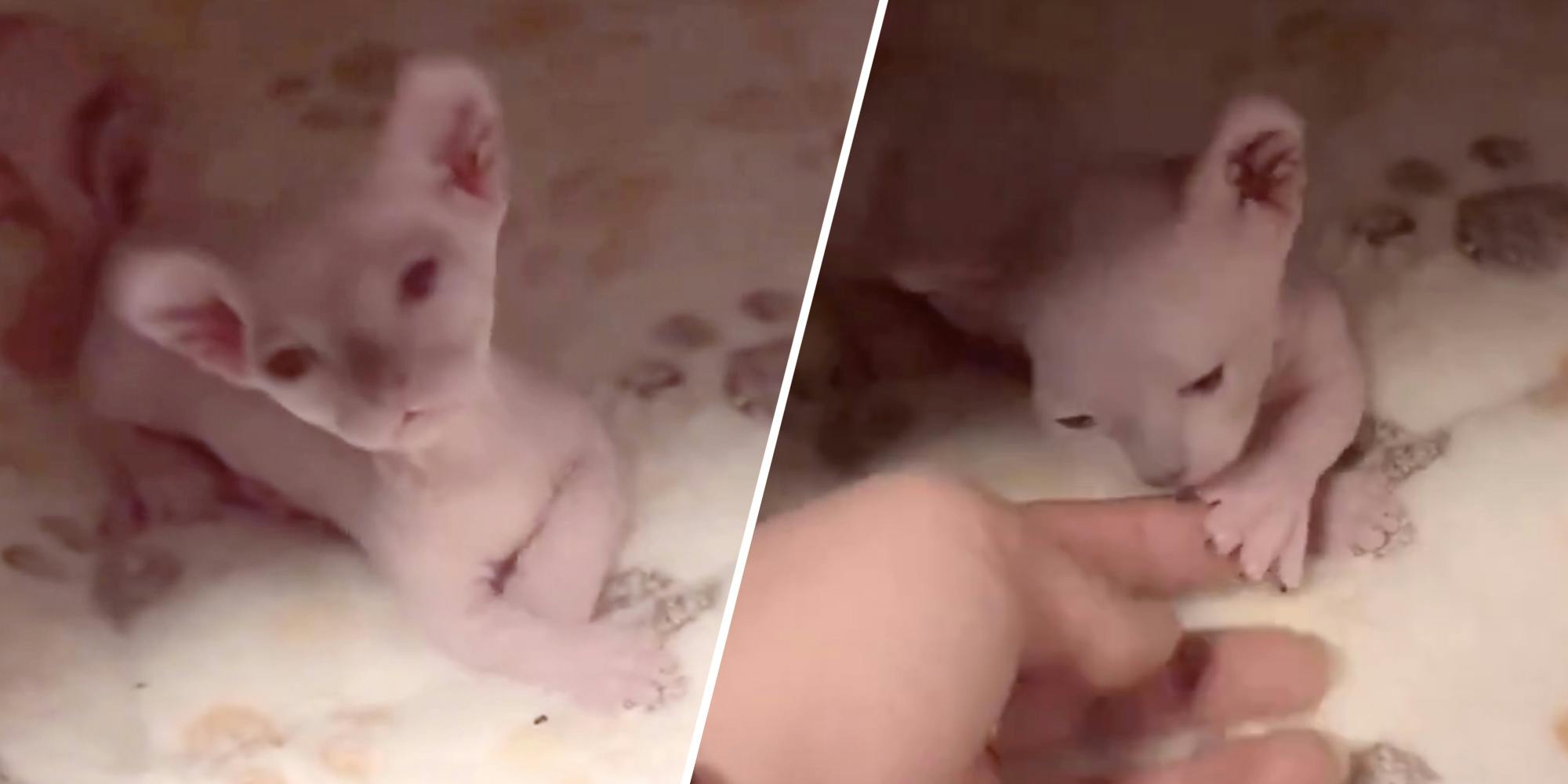‘Bingi’: The internet celebrates the birth of viral internet cat Bingus’s cute new baby