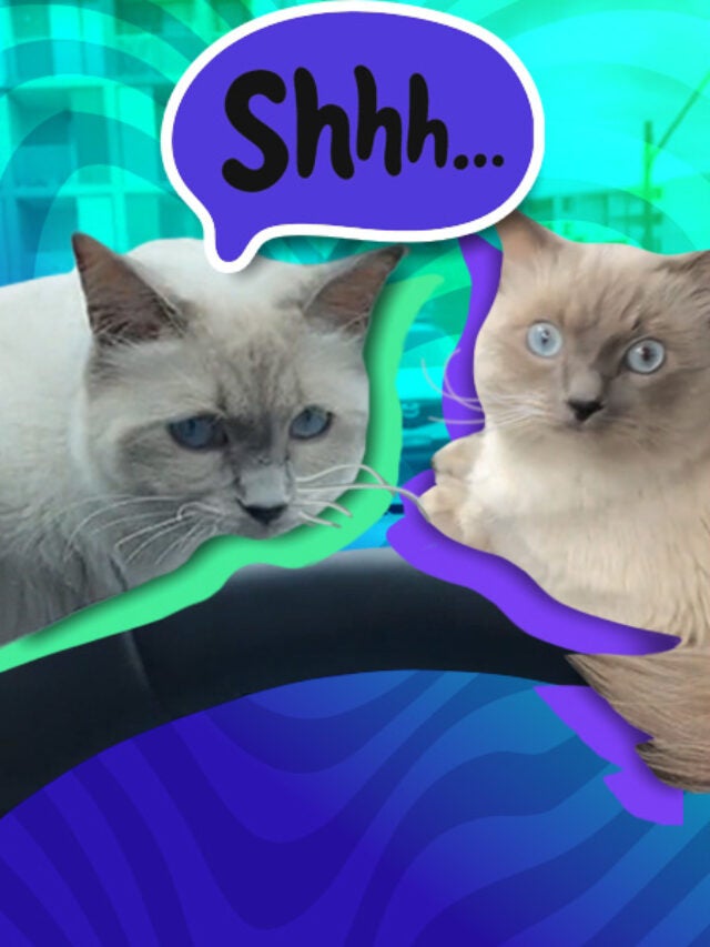 Woman Shares Trick for Hiding Pets While Landlord Inspects