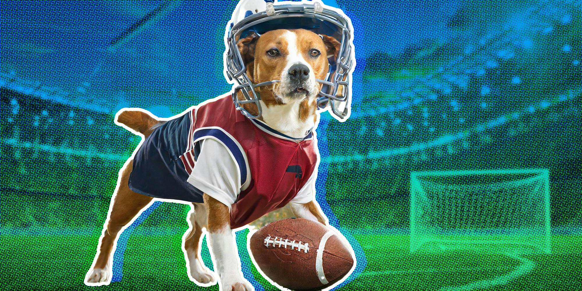 Dog playing football