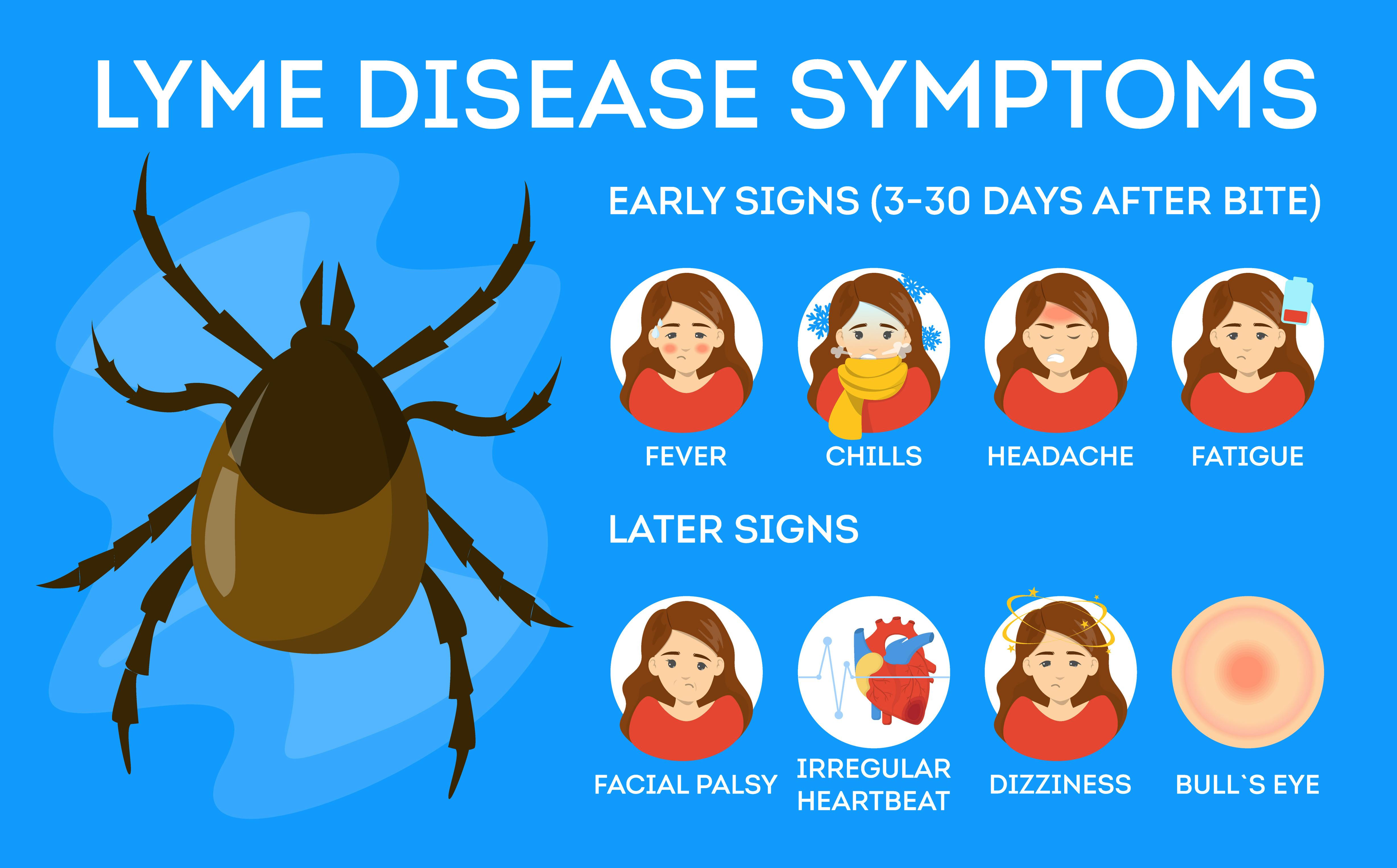 Chart showing Lyme disease symptoms. Danger for health from tick