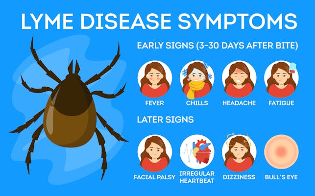 Chart showing Lyme disease symptoms. Danger for health from tick