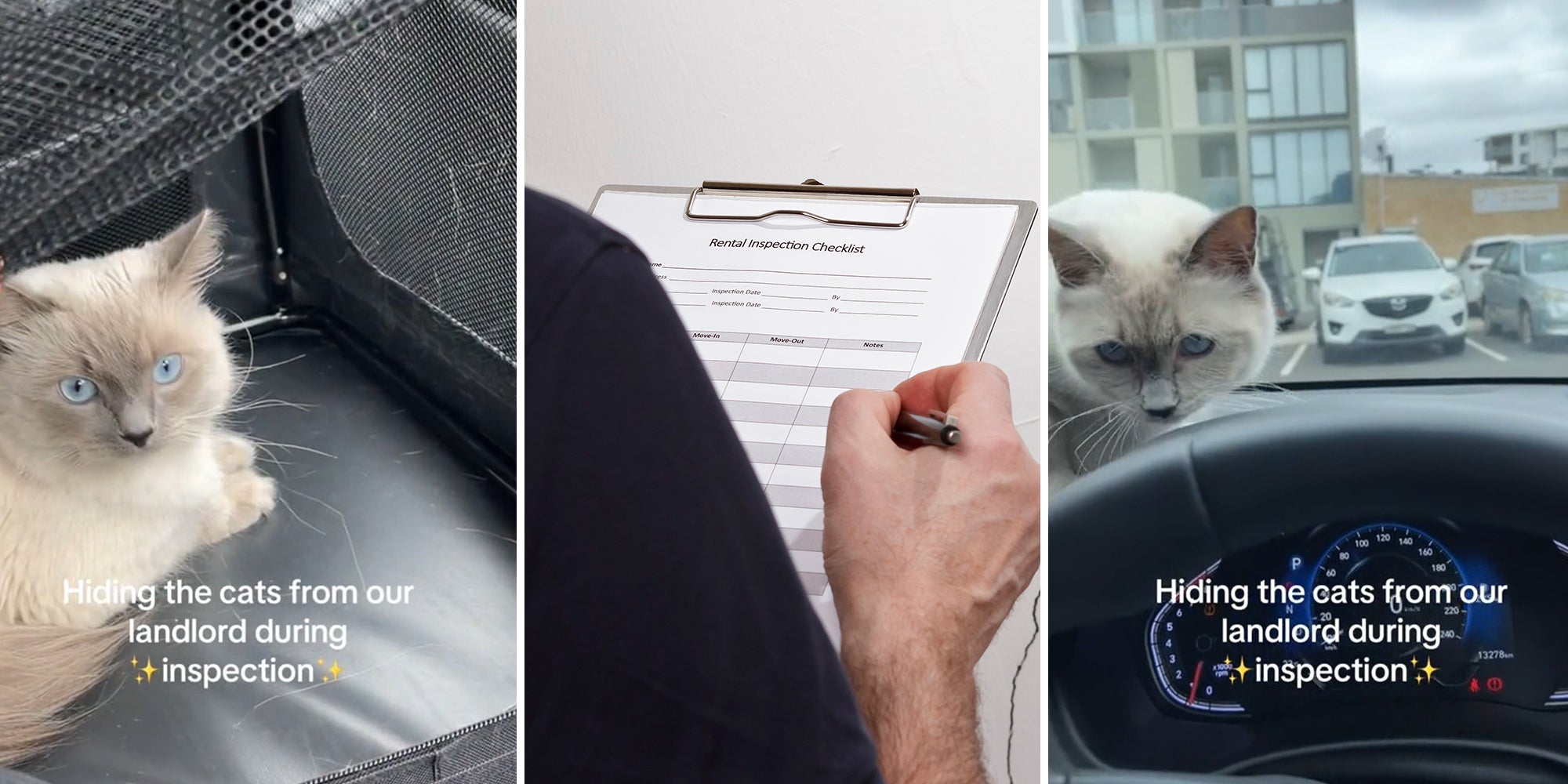 Woman shows trick to hiding her cats when landlord does his inspection