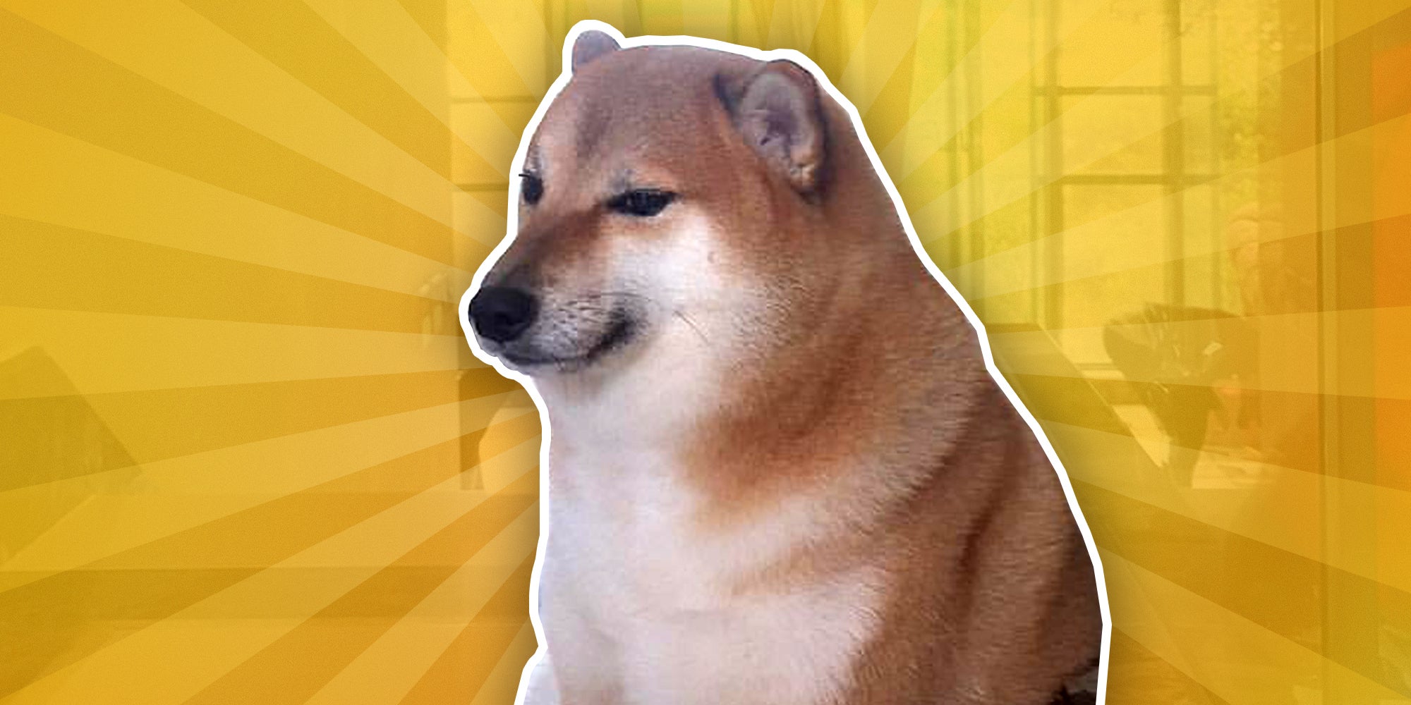 Kabosu The Doge Meme Dog Dies At Age 18, Much RIP