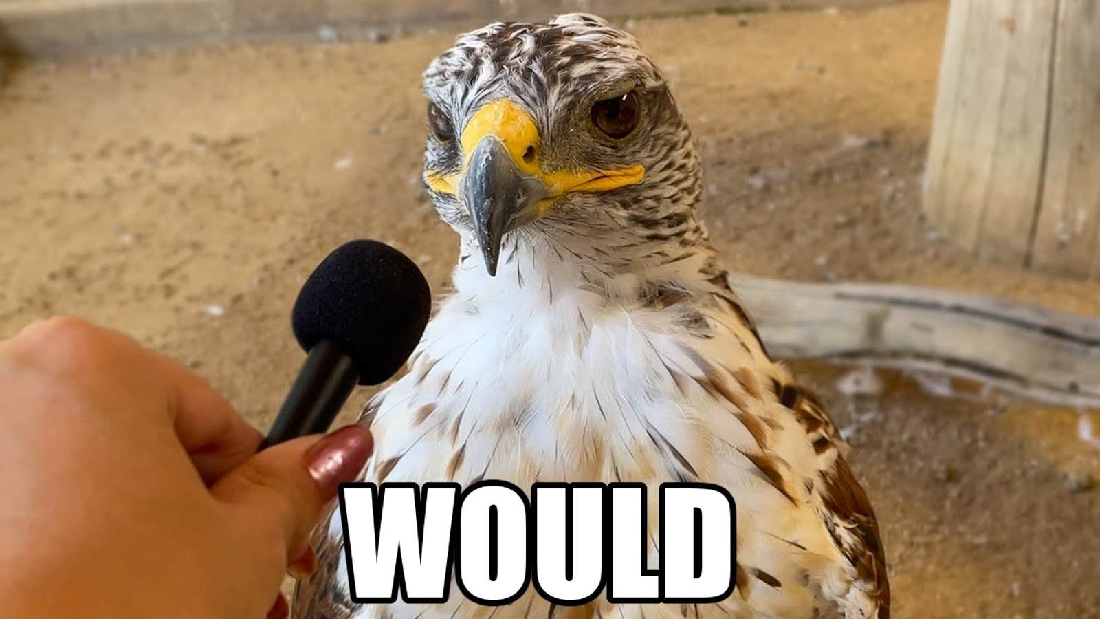 What Is The "Would" Meme And Why Is It Everywhere?