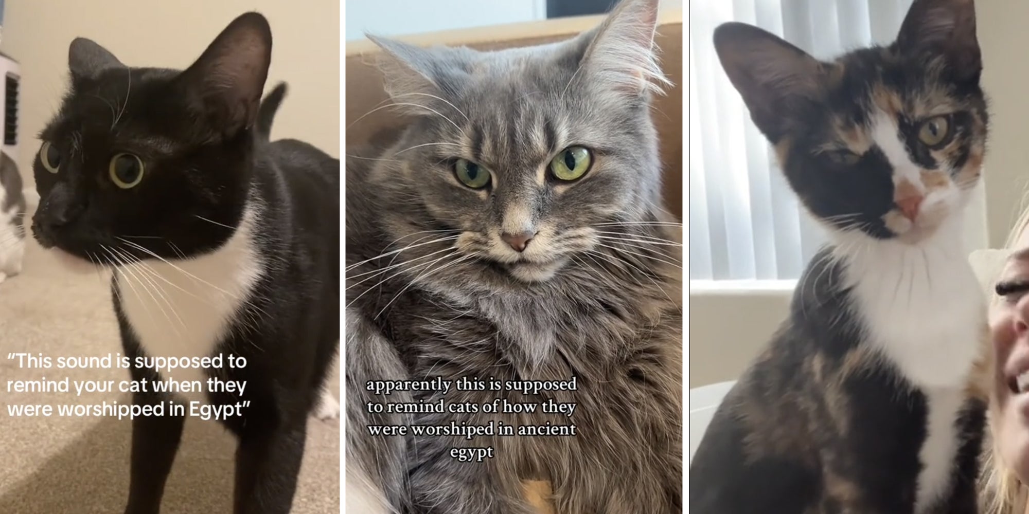 cats ancient egypt Three split of cats