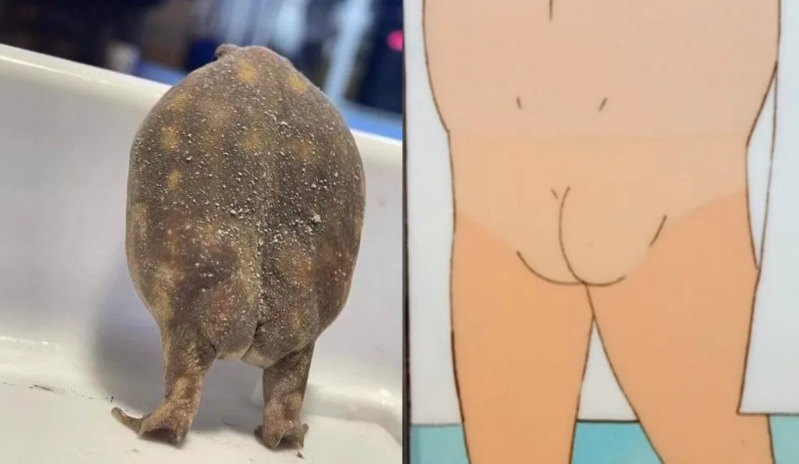 Frog Butt meme side-by-side with Hank Hill's butt.