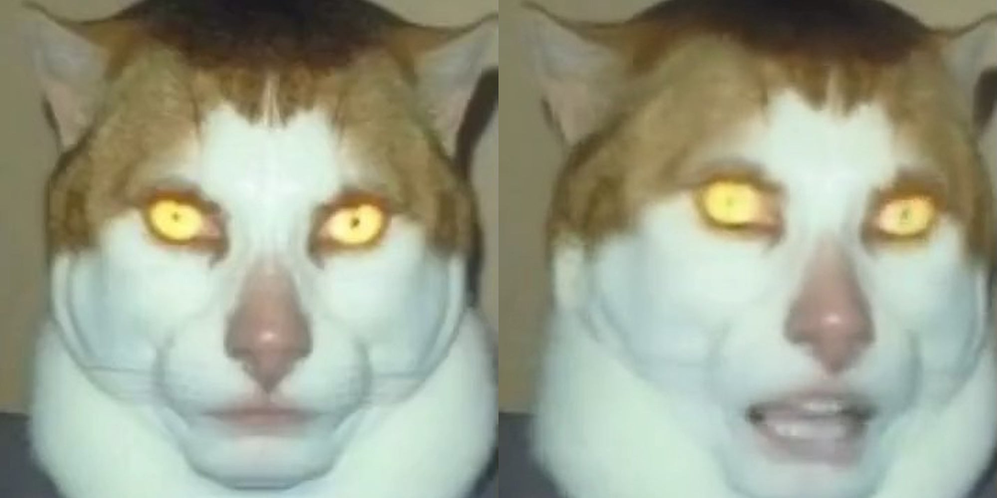 cat/human face of the monday left me broken cat meme