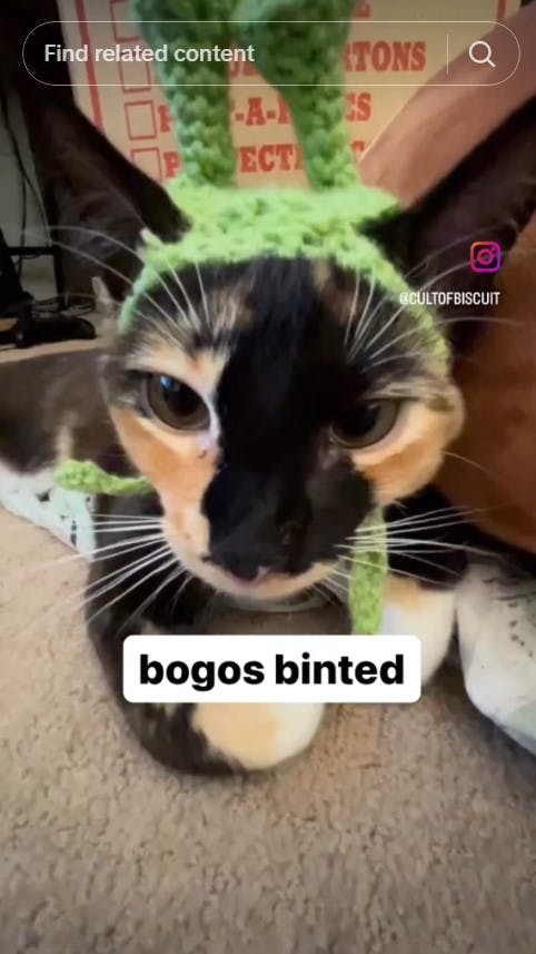cats reenact bogos binted meme