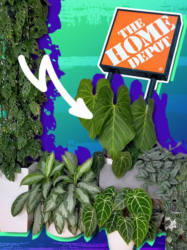 Which House Plants Should You Avoid At Home Depot?