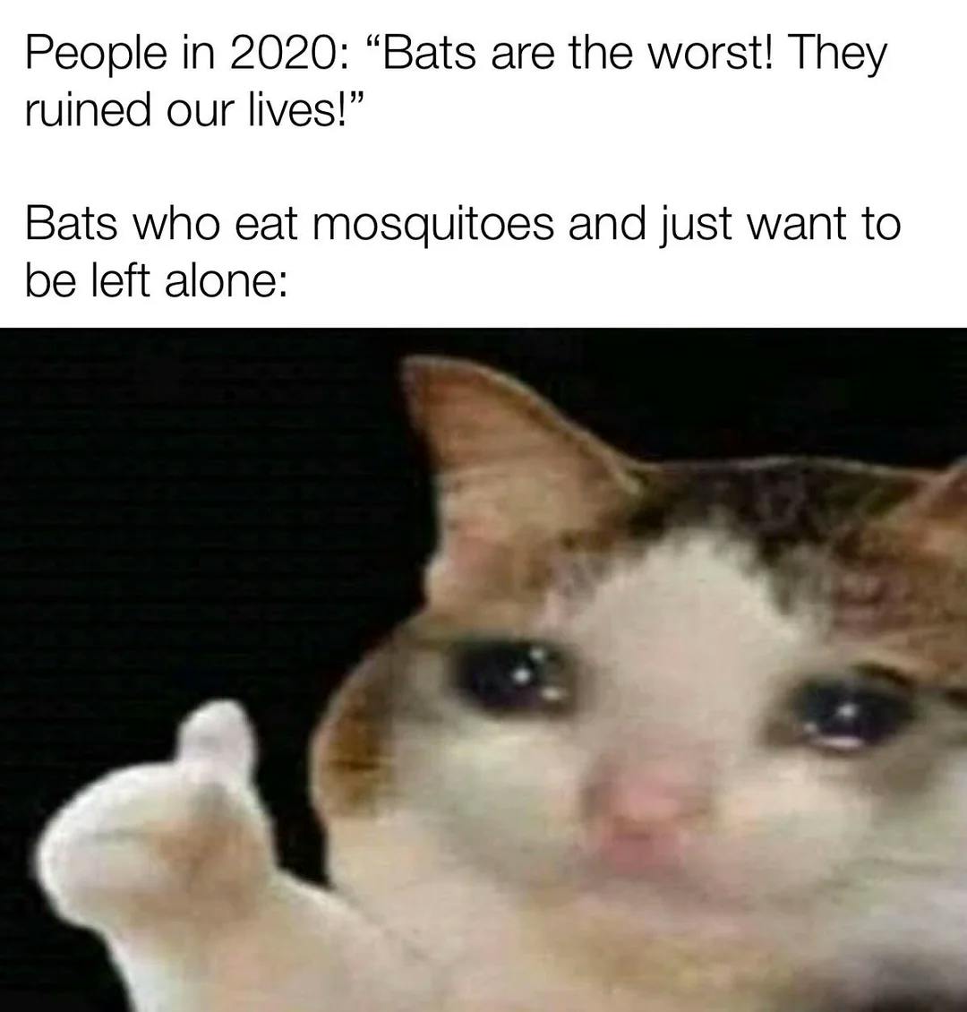 Thumbs up crying cat meme with text above it that reads, 'People in 2020: 'Bats are the worst! They ruined our lives!' Bats who eat mosquitoes and just want to be left alone:'