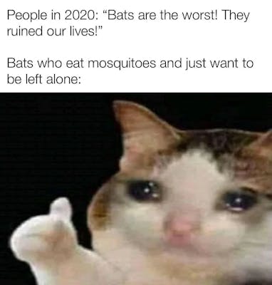 Thumbs up crying cat meme with text above it that reads, "People in 2020: 'Bats are the worst! They ruined our lives!' Bats who eat mosquitoes and just want to be left alone:"