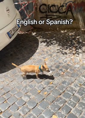 do you speak english or spanish meme3