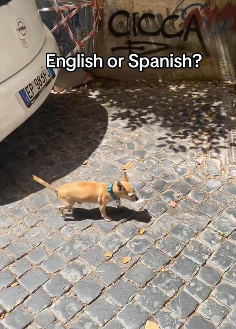 Do You Speak English Or Spanish? The Meme Making People Gay