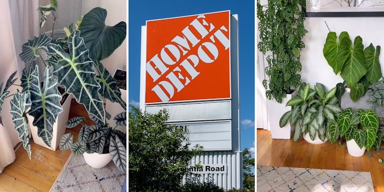 Expert warns don’t buy these 5 house plants