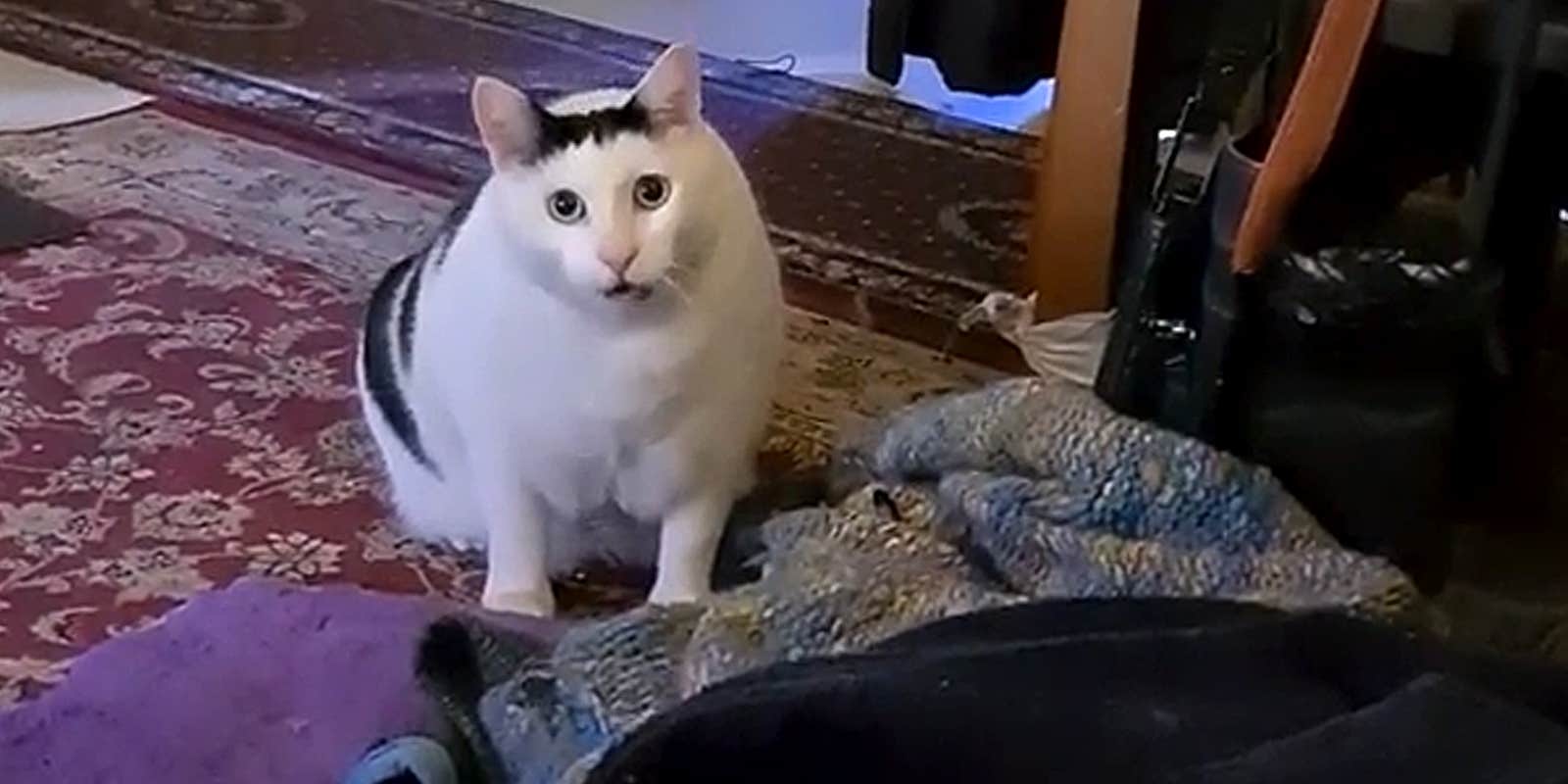 Huh Cat Meme Is Here For Life's Dumbfounding Moments