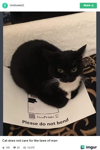 photo of a black and white tuxedo cat laying on a piece of paper that reads 'please do not bend' with the caption 'Cat does not care for the laws of man'