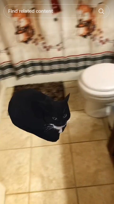 TikTok user walks into bathroom to find Maxwell the Cat