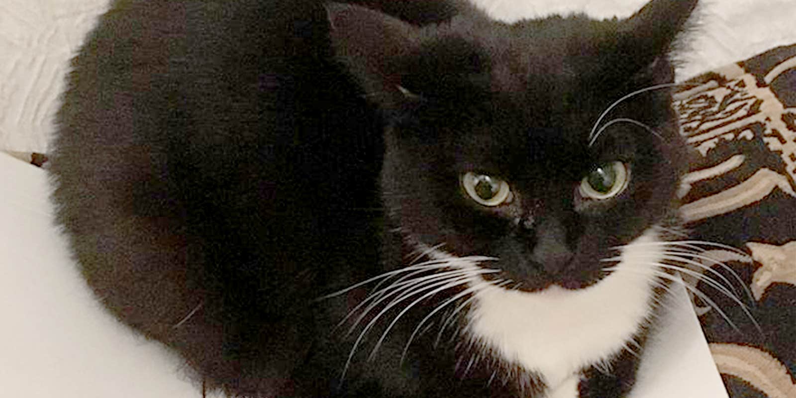 Maxwell The Cat Is A Legend Among Gamers