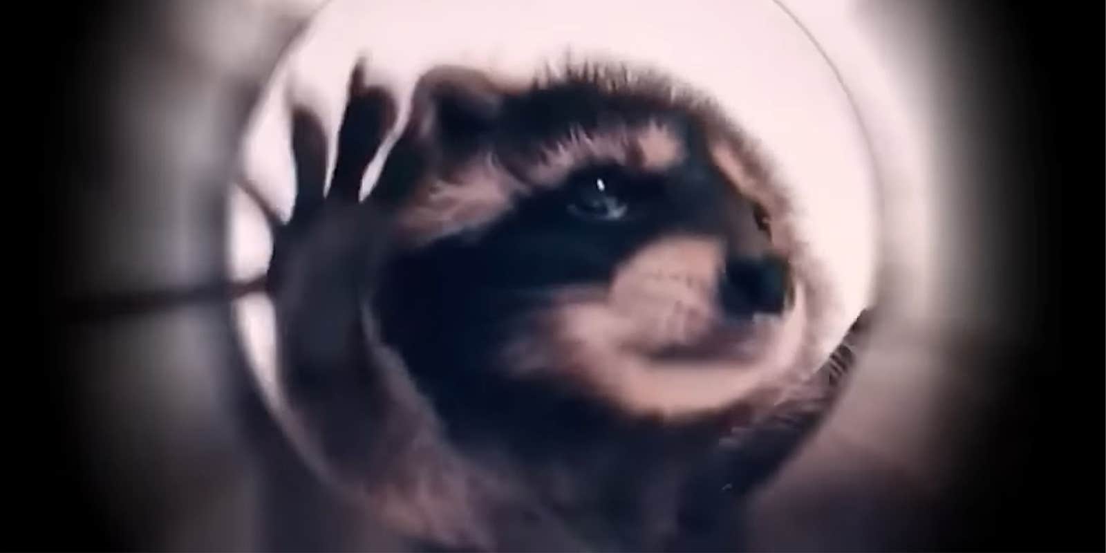 Pedro Raccoon Is TikTok's Favorite Dancer