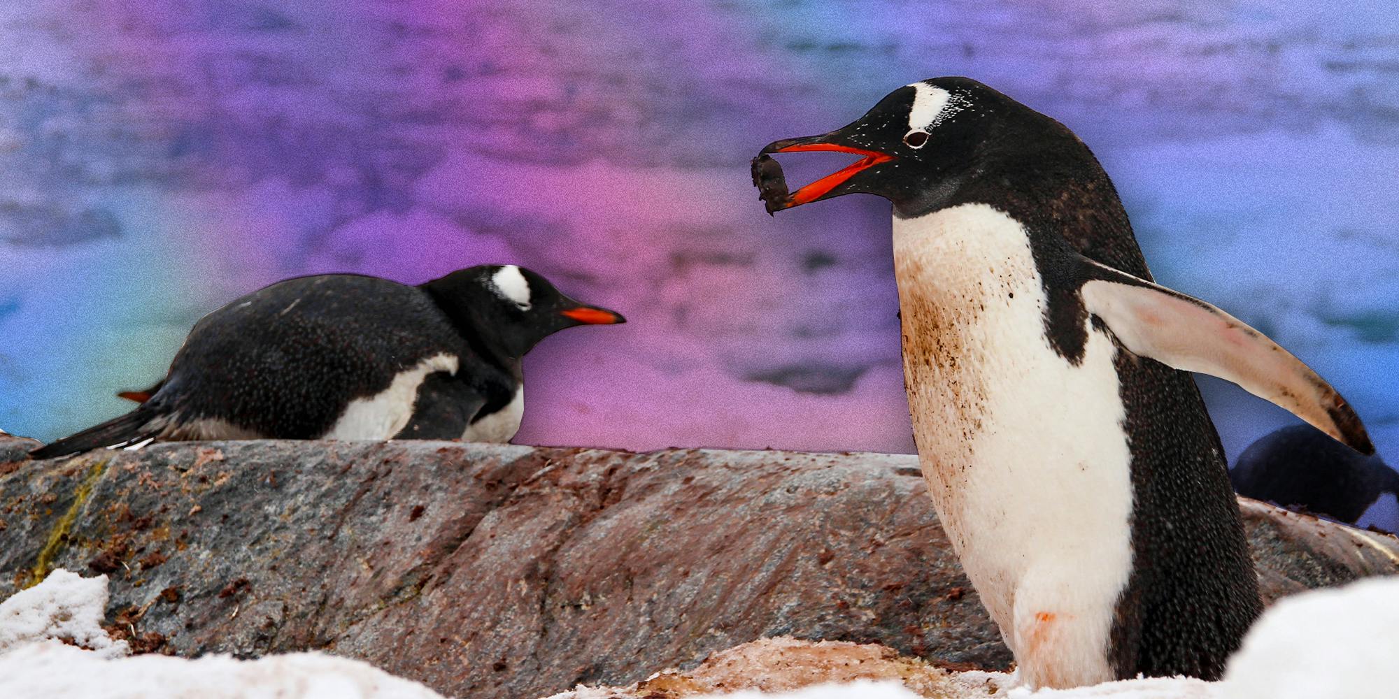 Pebbling: a love language inspired by penguins