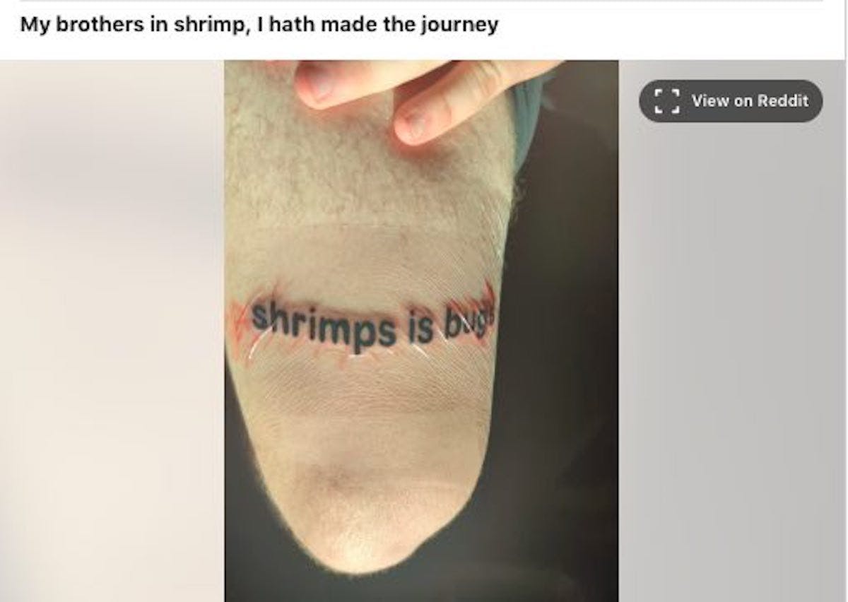 Shrimps is bugs meme