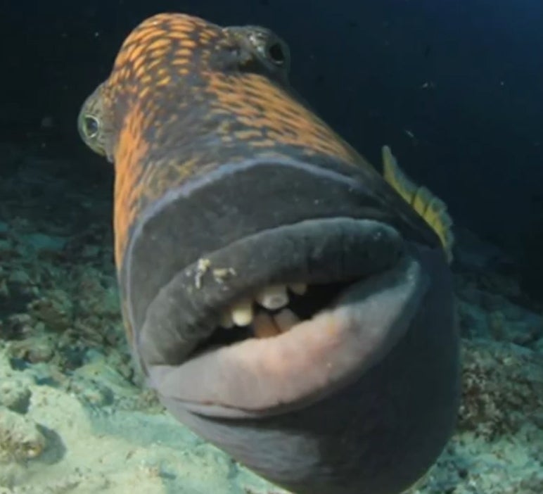Meme History Travis Scott Fish Meme History Travis Scott Fish
