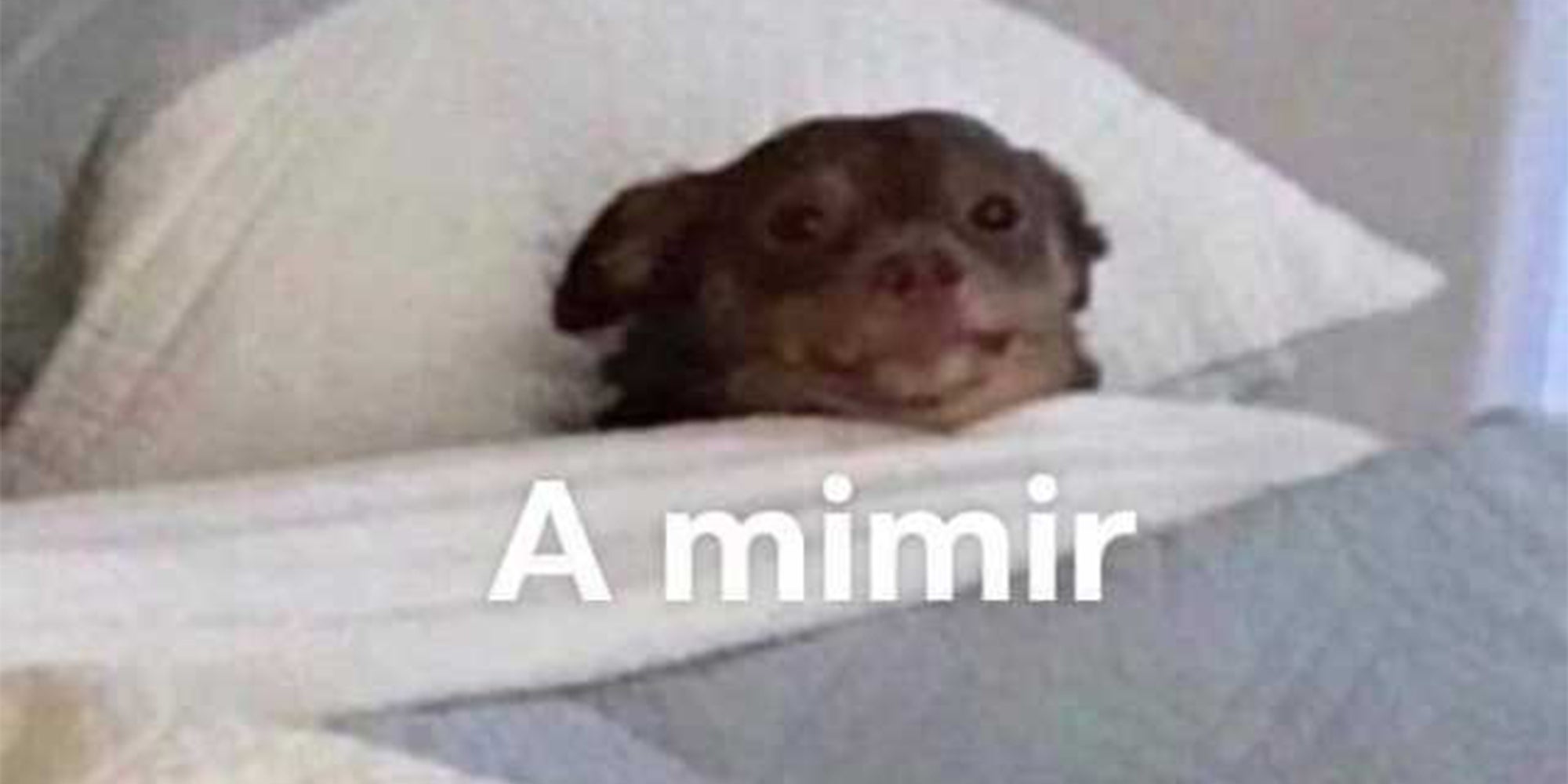 Homepage article image