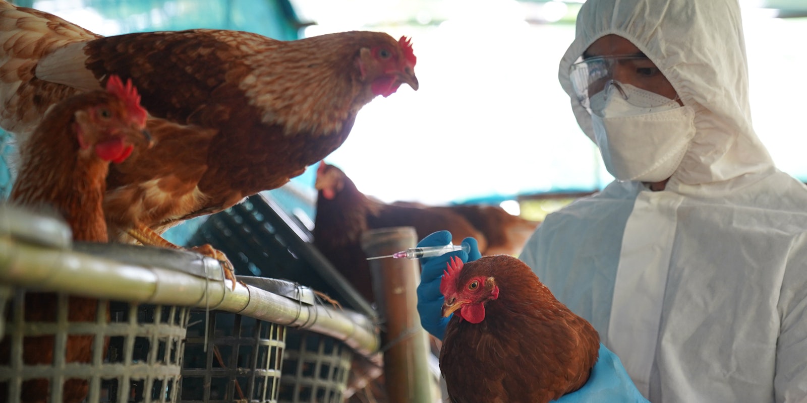 person in PPE with chickens and syringes
