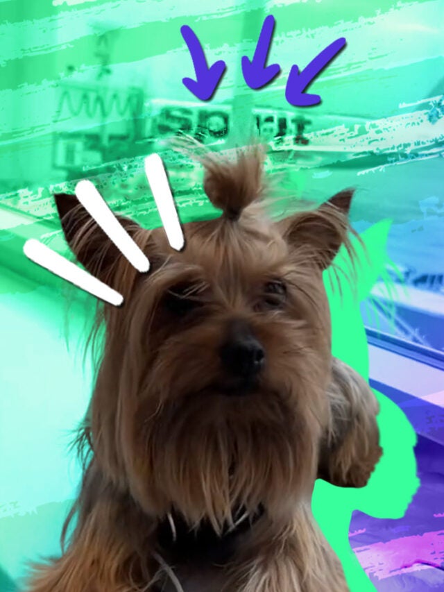 puppy over green and blue