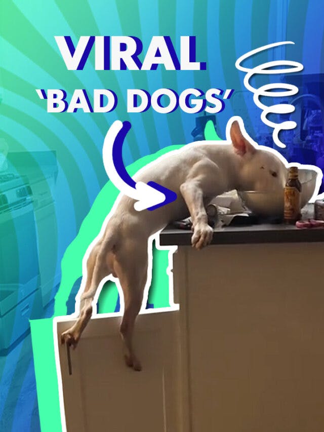 The Bad Dogs on TikTok: Show Me Your Bad Dog Trend