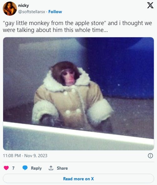 monkey in a little coat confused with little gay monkey