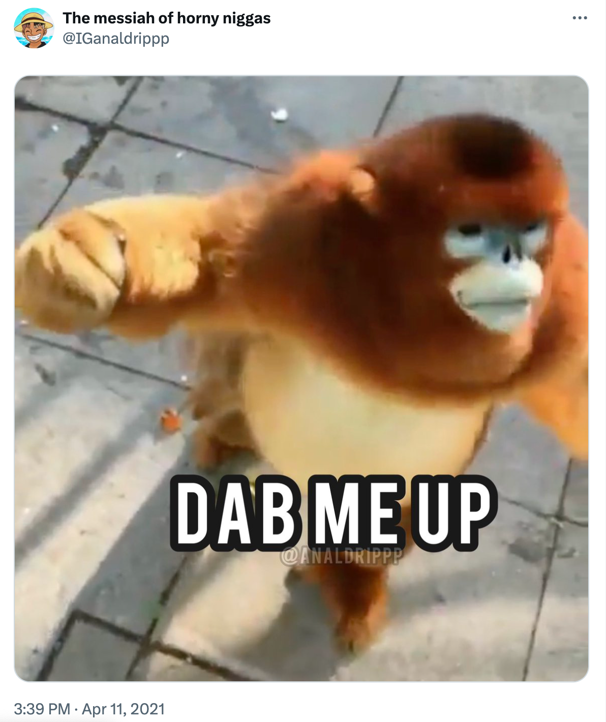 Screenshot of a golden snub-nosed monkey facing right with its hand raised. Text overlay reads, 'DAB ME UP'