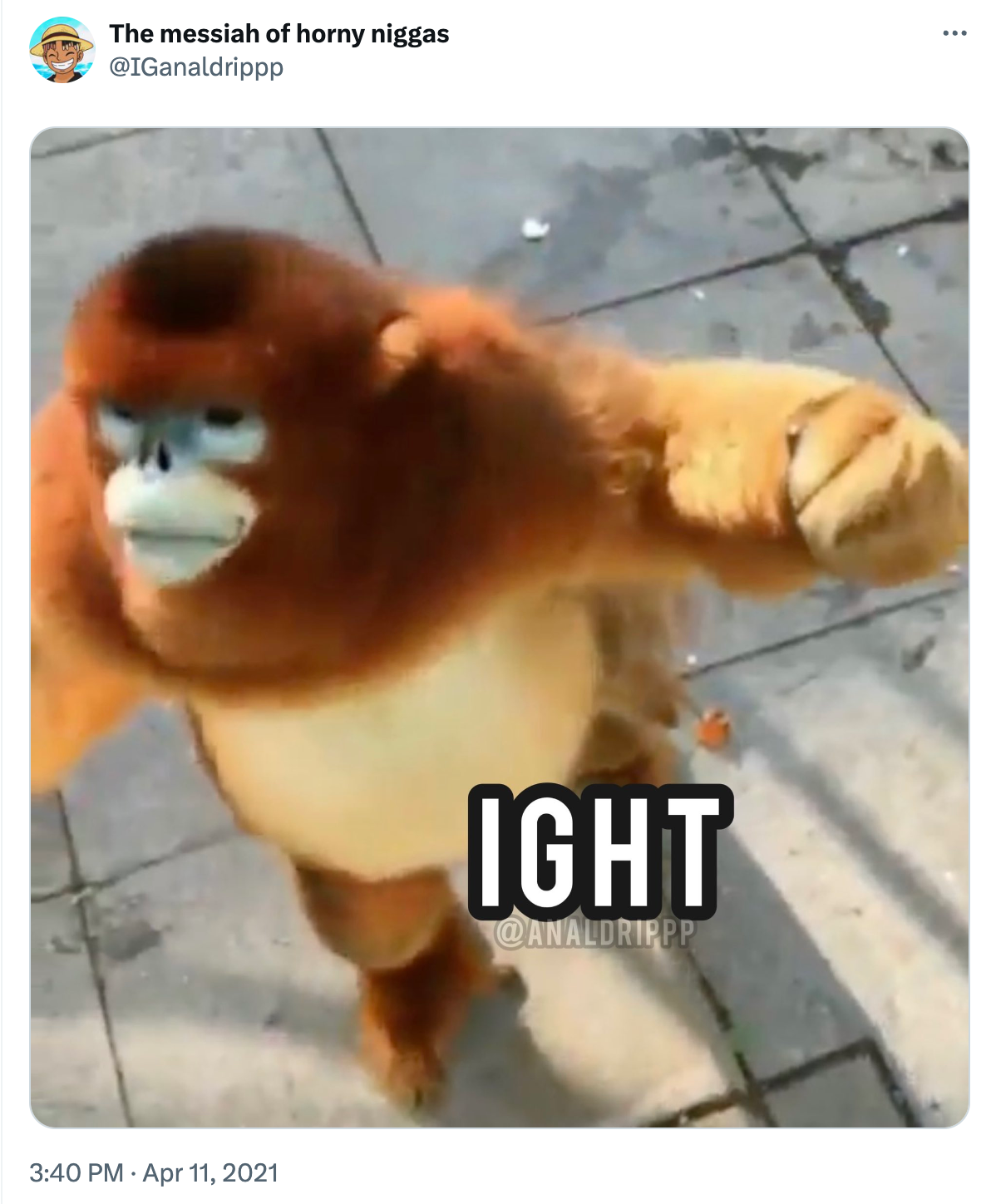 Screenshot of a golden snub-nosed monkey facing left with its hand raised. Text overlay reads, 'IGHT'